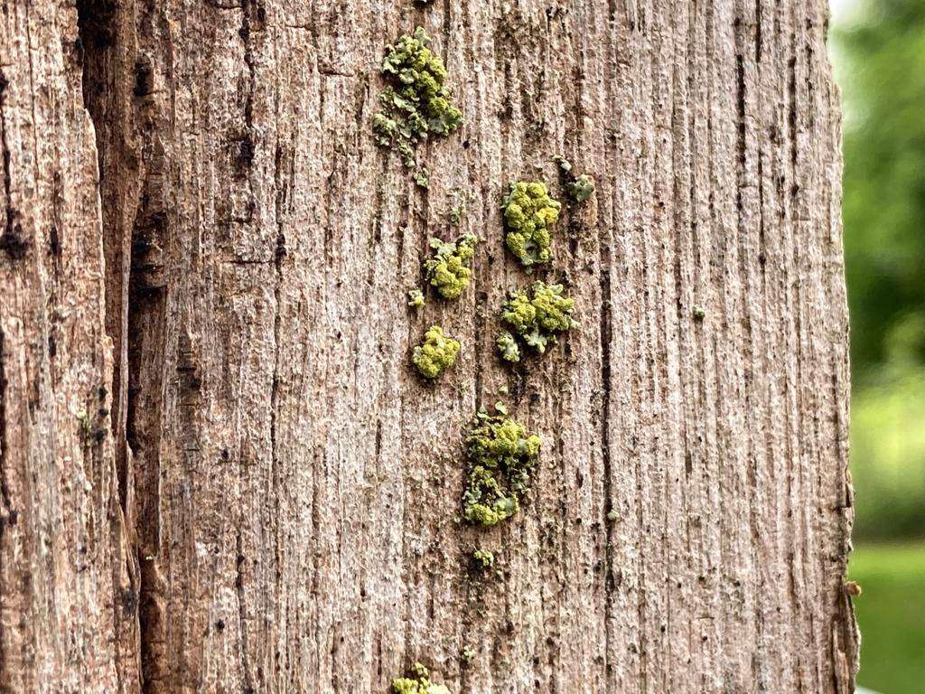 Uitslag van de 1000 soortendag: Meer dan 1094 soorten gevonden binnen 24 uur