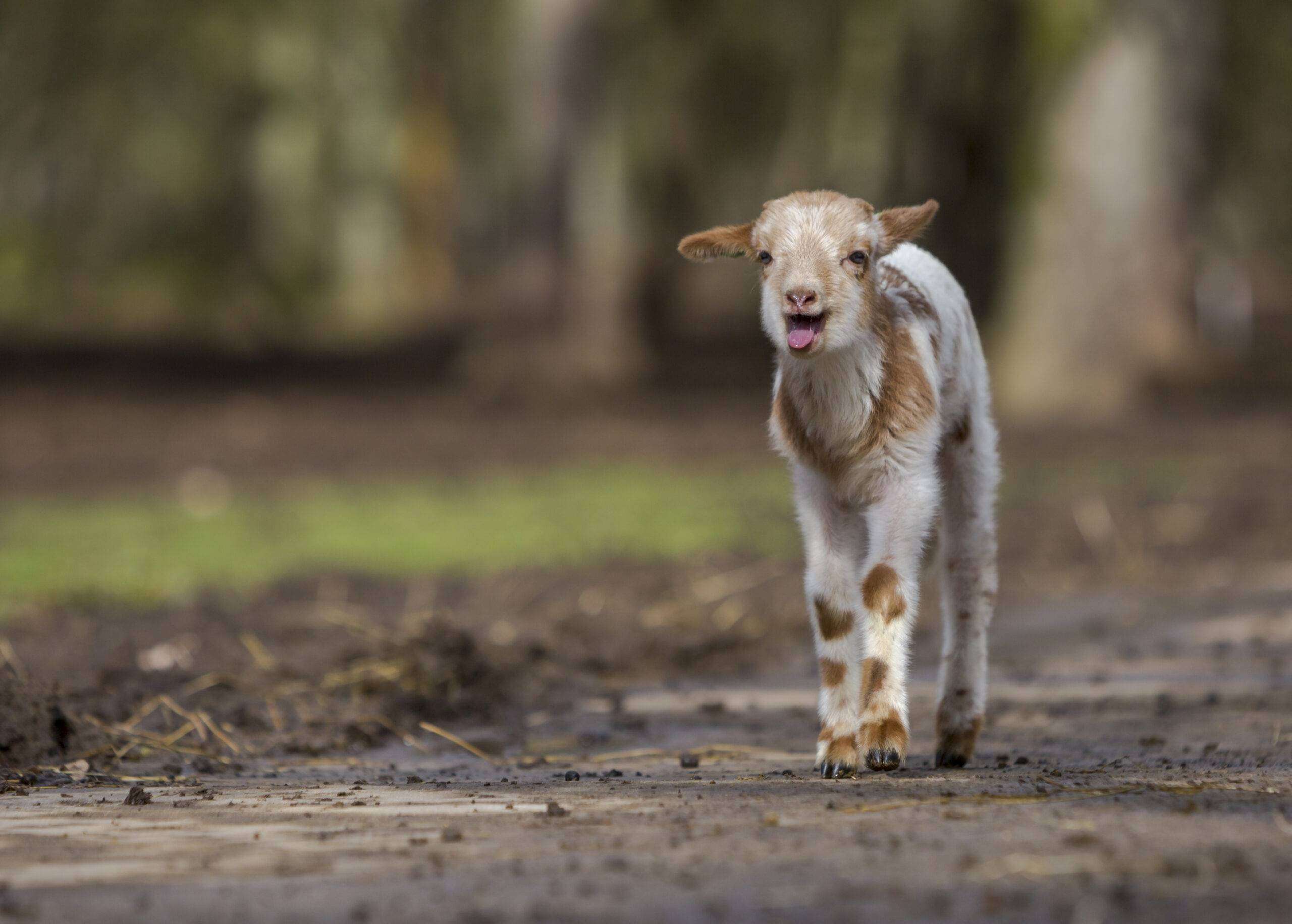 Boswachter Dirk: Lentefeest!