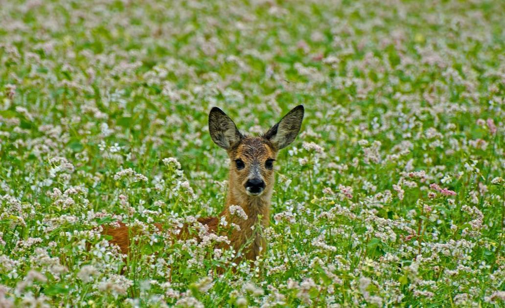 Boswachter Dirk: Bloeiende akkers