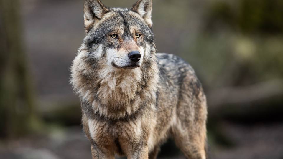 Boswachter John: De wolf op bezoek