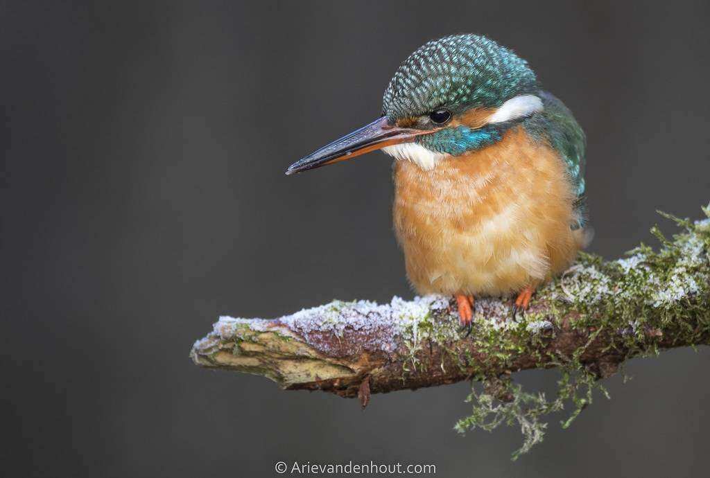 Boswachter Daan: IJsvogels