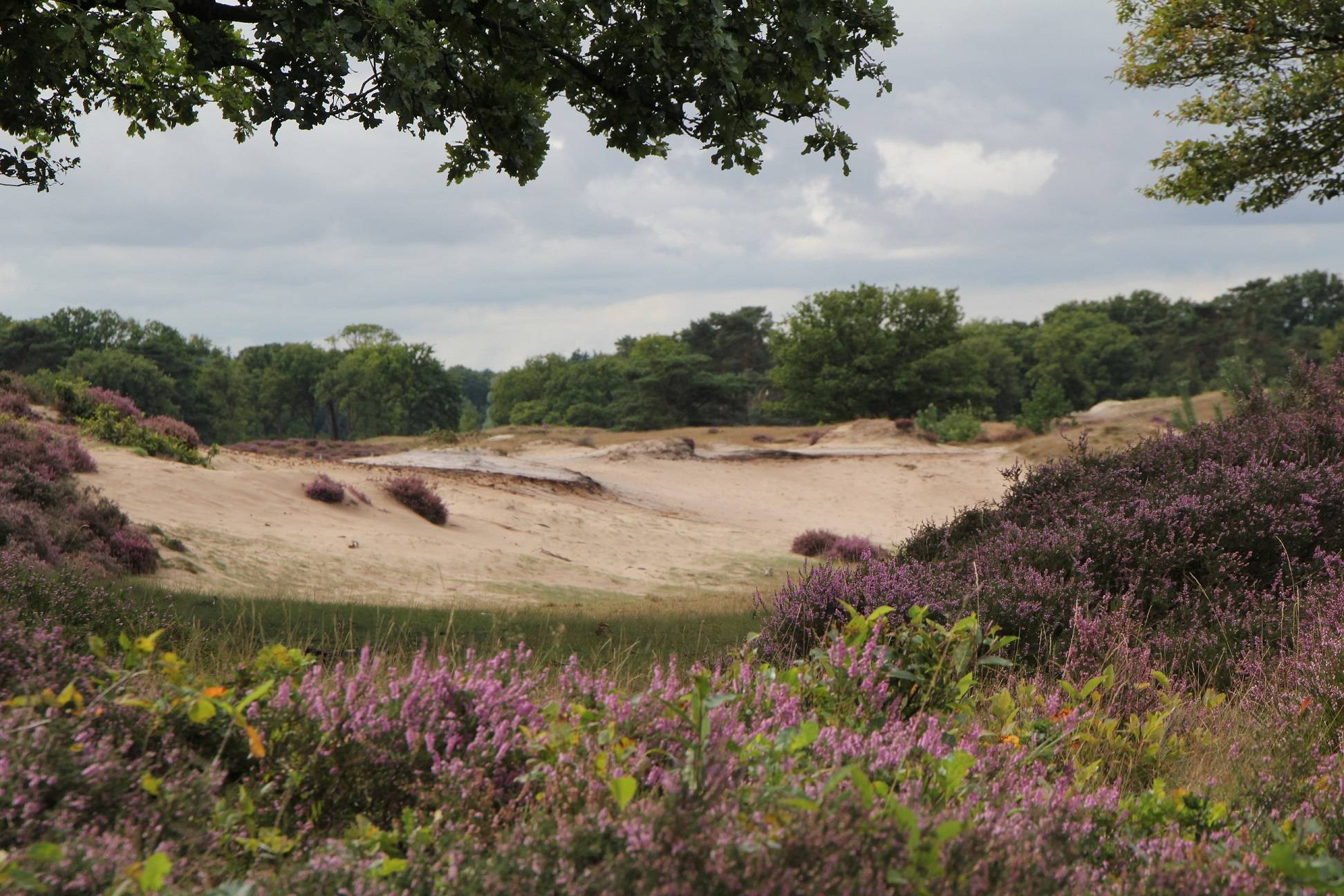 Boswachter Dirk: Illusielandschap