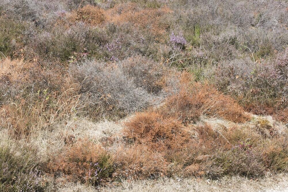 Boswachter Mirjam: Het heidehaantje