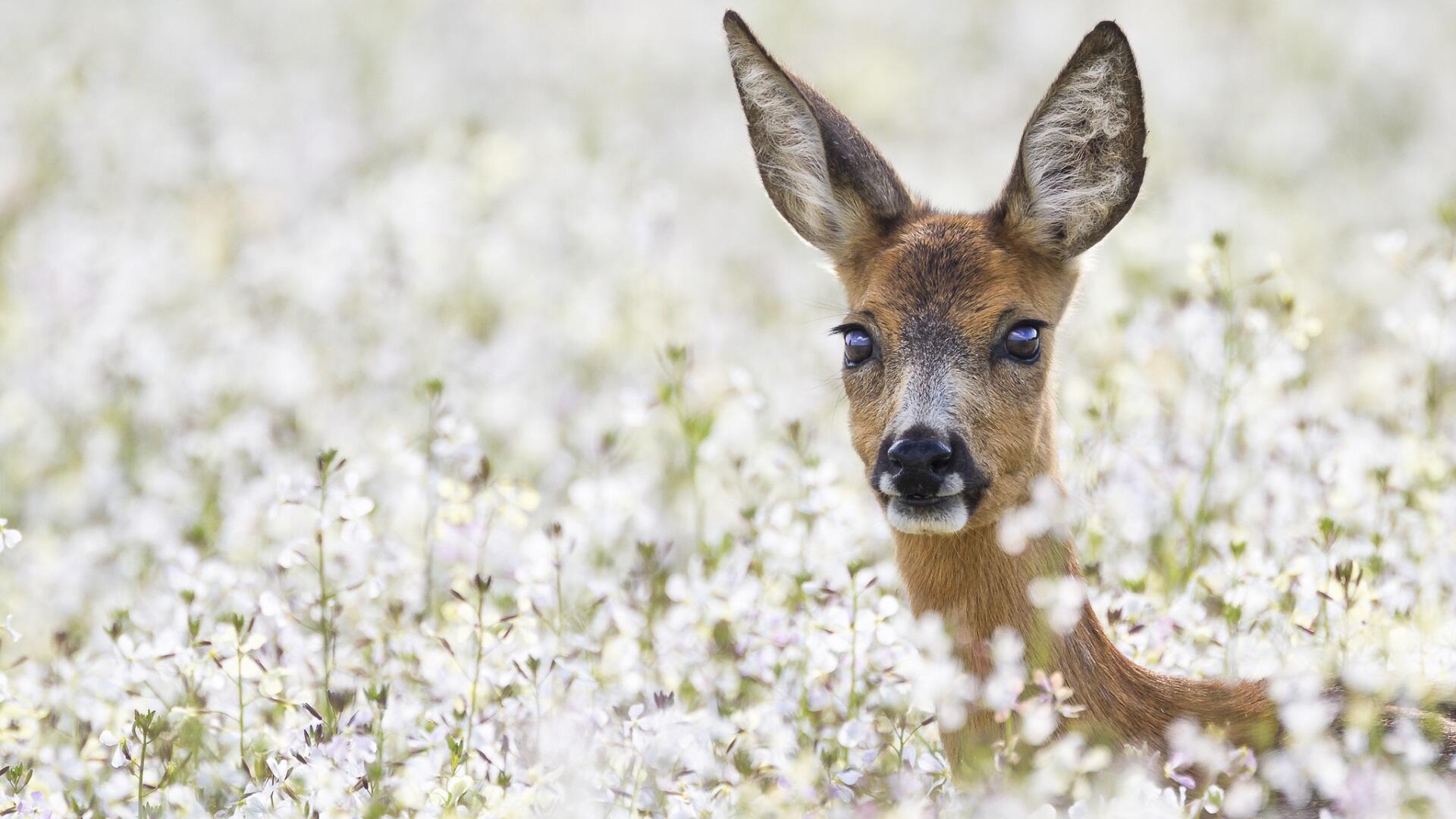 Boswachter Daan: Natuur behouden