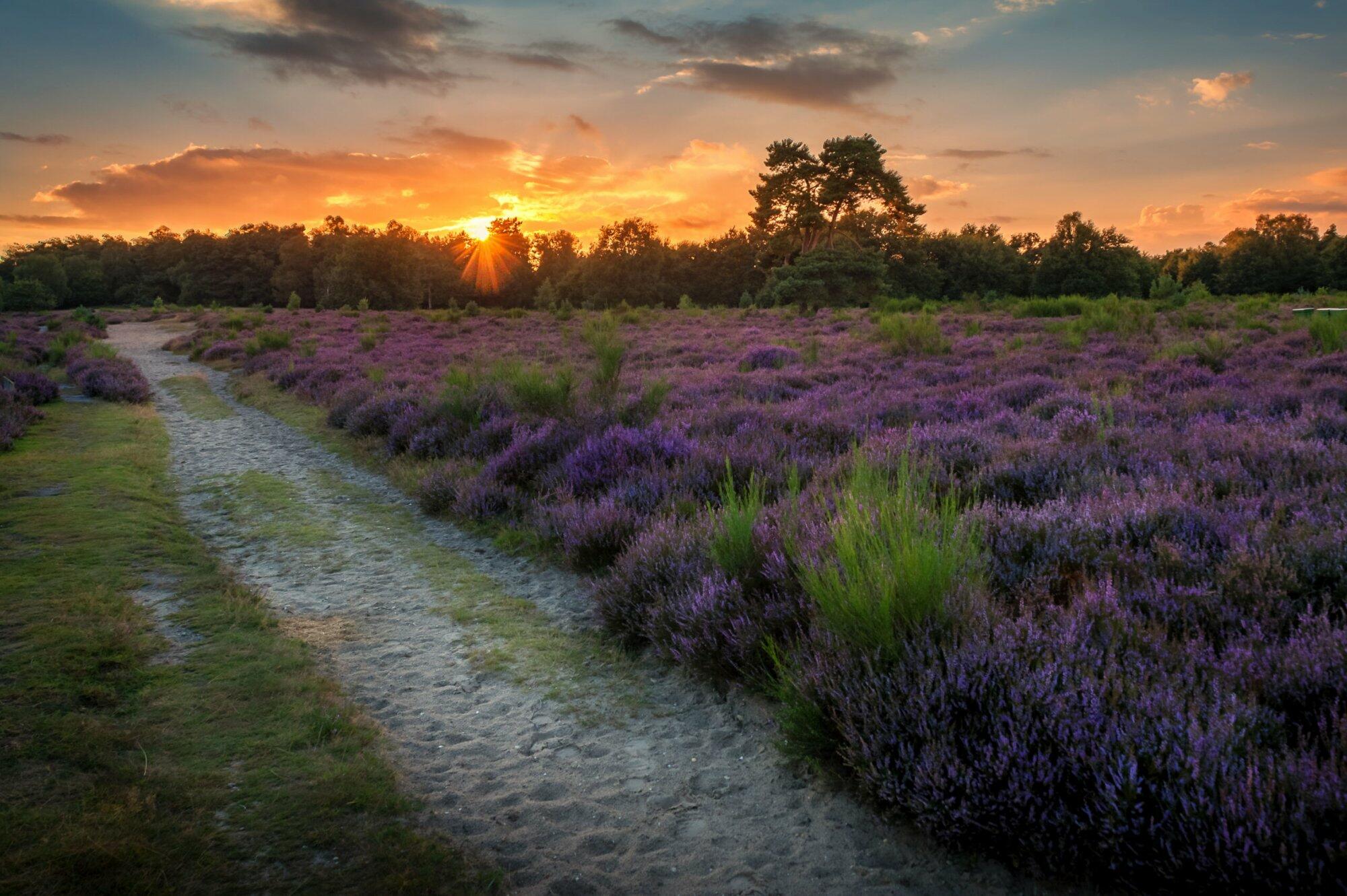 Oproep: We kunnen niet zonder natuur