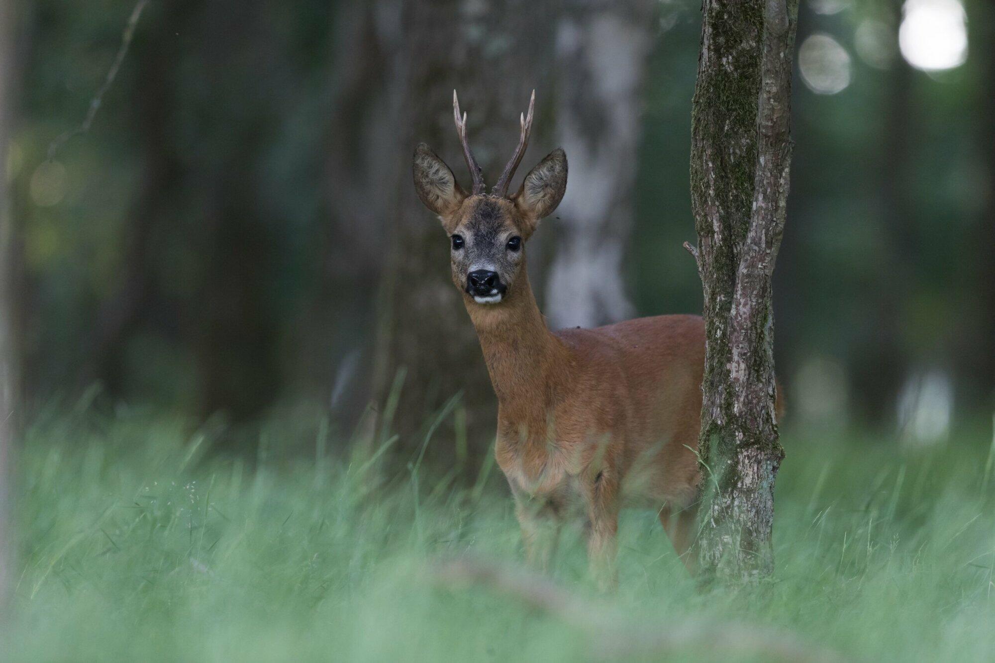 GNR vergroot het rustgebied bij natuurbrug Laarderhoogt