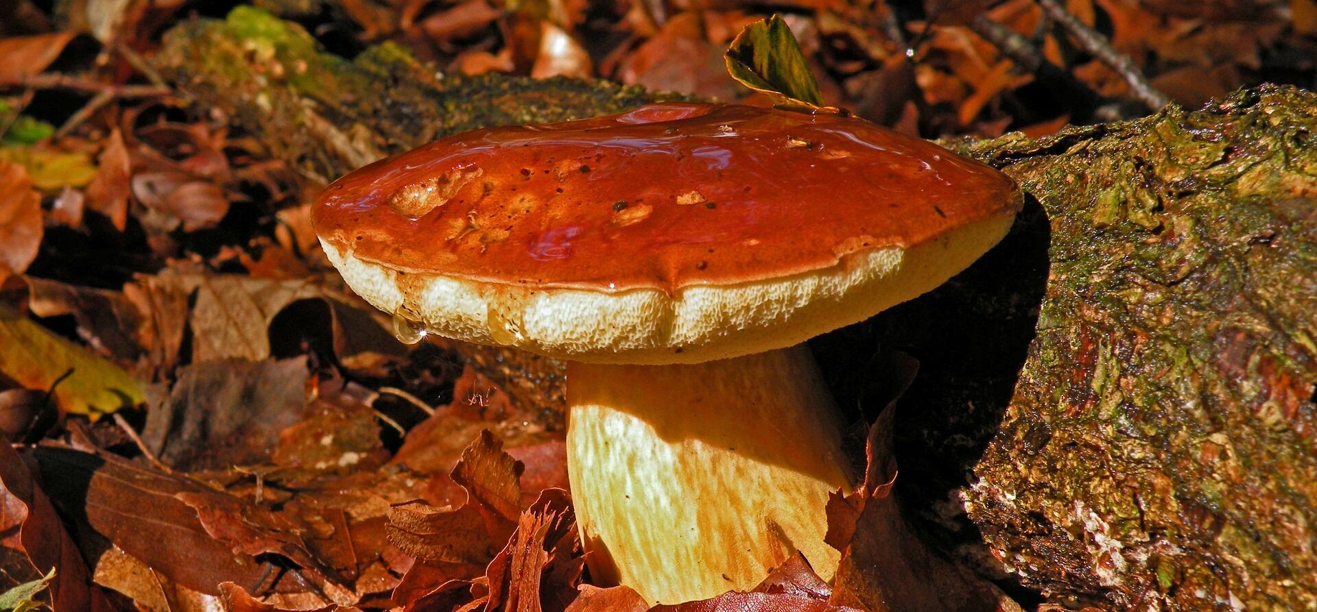 Boswachter John: Foerageren in het bos