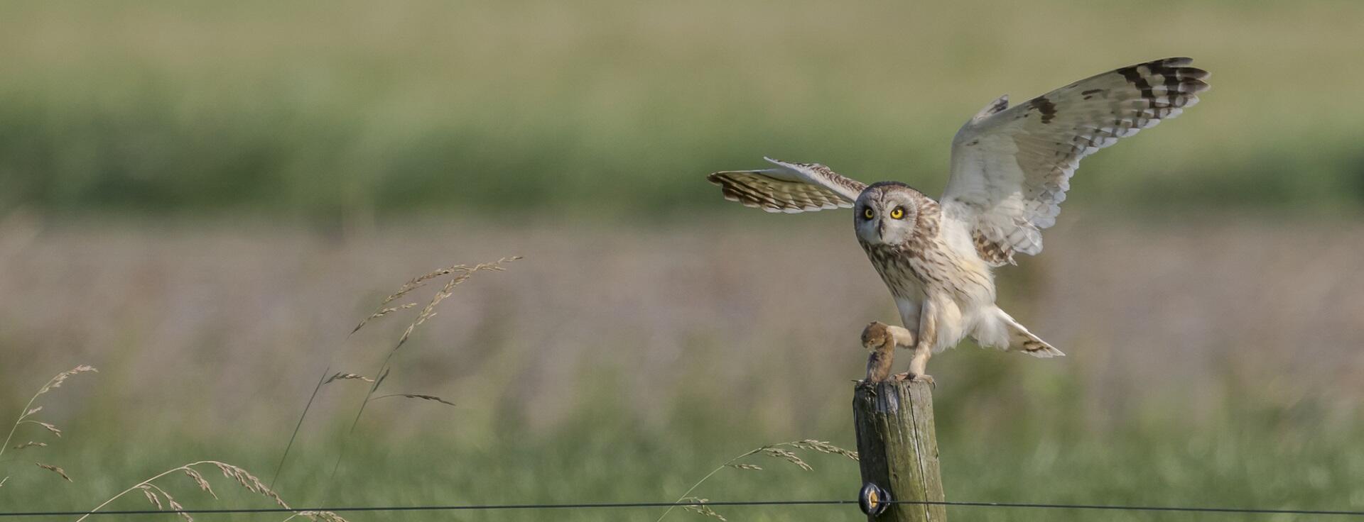 Boswachter Dirk: Ontmoeting met een uil