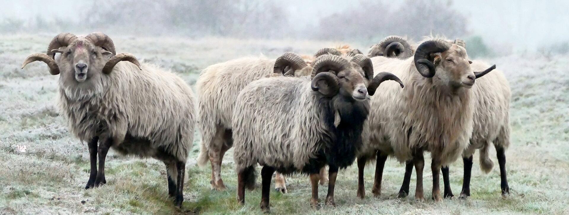 Herder Rozenn: Herenbezoek