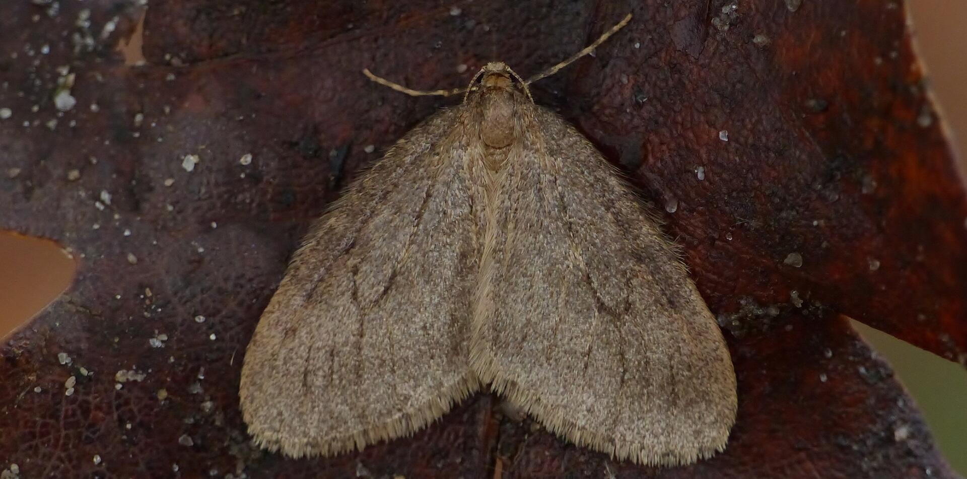 Boswachter John: De kleine wintervlinder