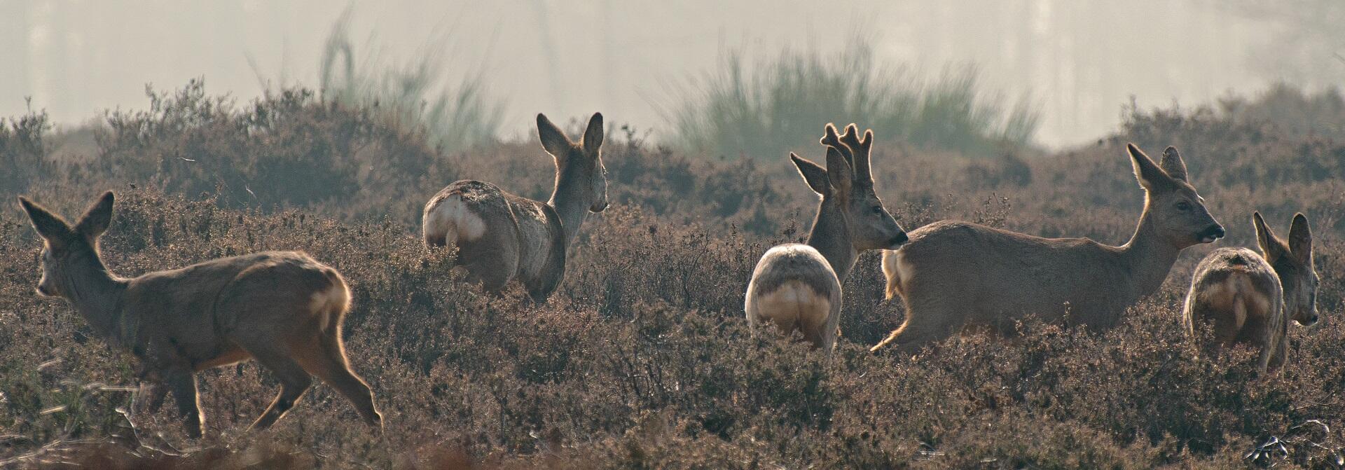 Boswachter Daan: Reeënsprong
