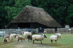 Themamiddag 'Natuurverbindingen' Schaapskooi Blaricum