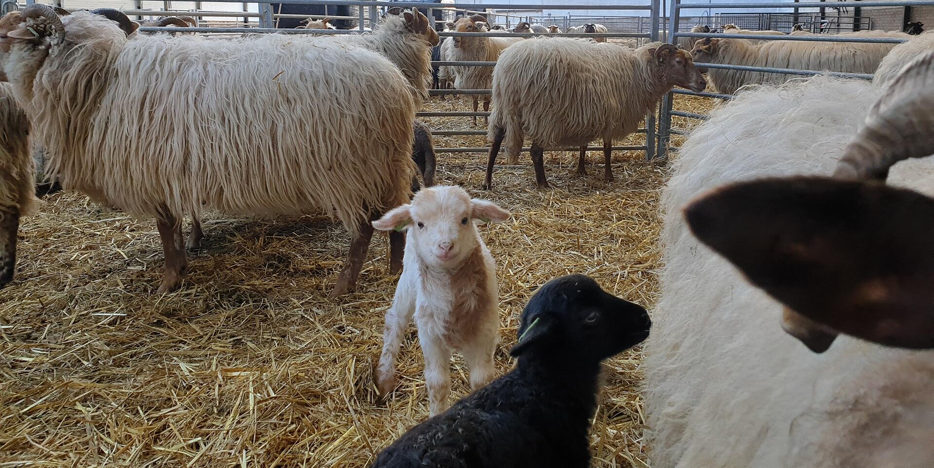 Herder Mirjam: Zwangerschapsverlof