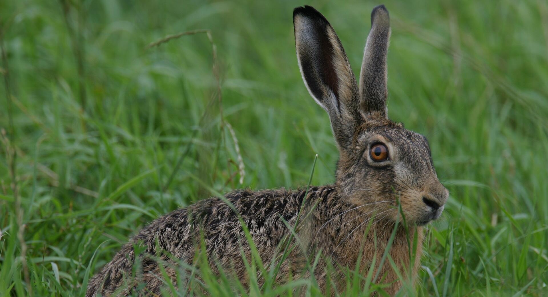 Boswachter John: De haas
