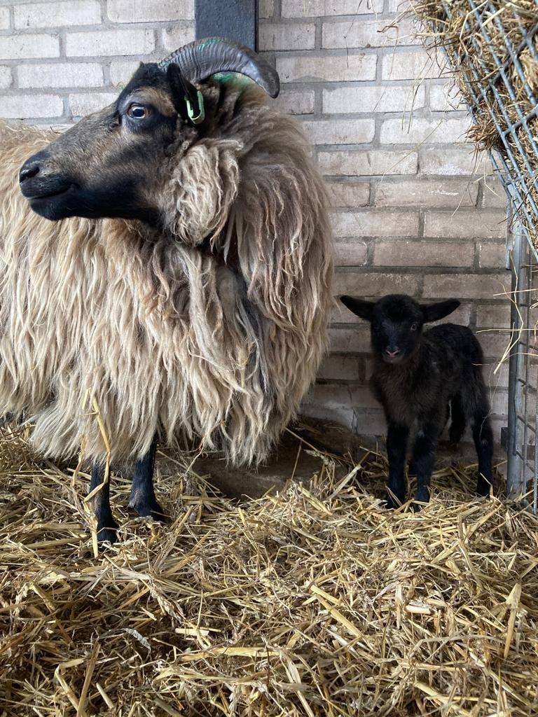 Schaapskuddes Goois Natuurreservaat nu beide met zwangerschapsverlof