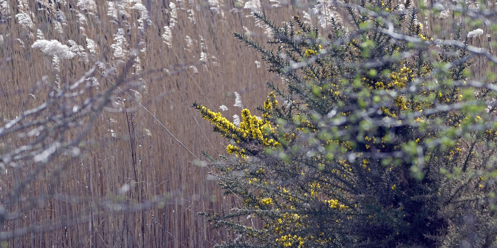 Boswachter Dirk: Gaspeldoorn