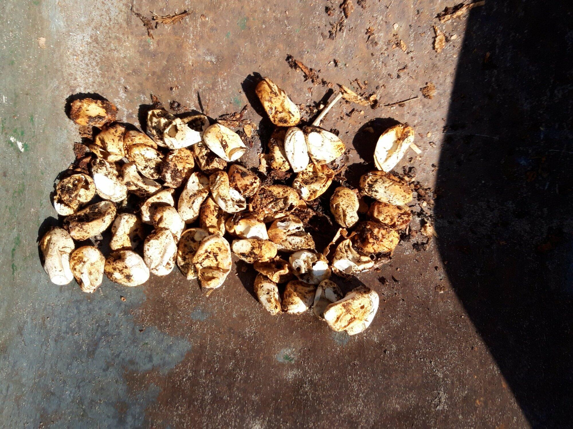 Aanleg broeihopen succesvol