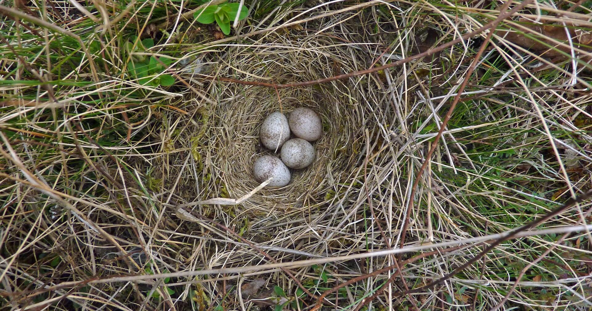 Nederlanders onderschatten lengte broedseizoen; egels, koekoeken en eekhoorns zijn nog volop bezig met voortplanten