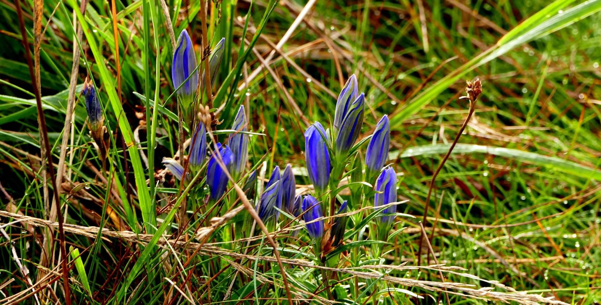 Honden niet langer toegestaan in Groeve Oostermeent
