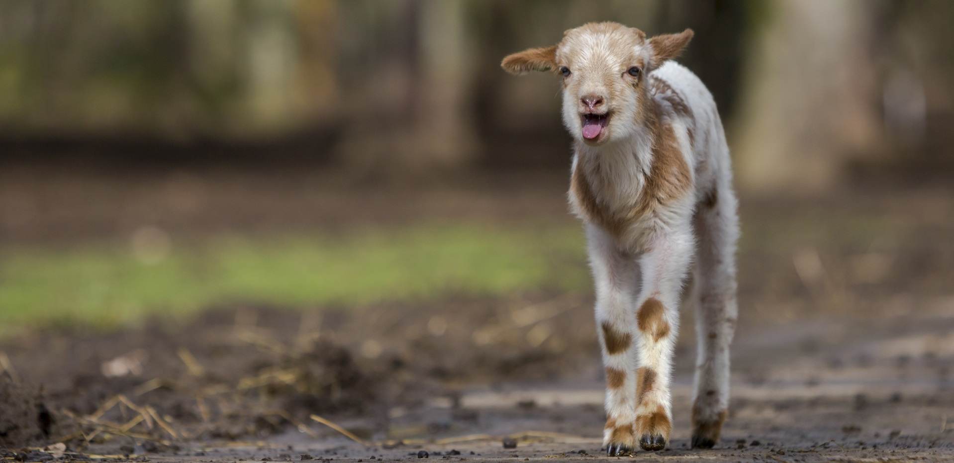 Herder Mirjam: Pubers