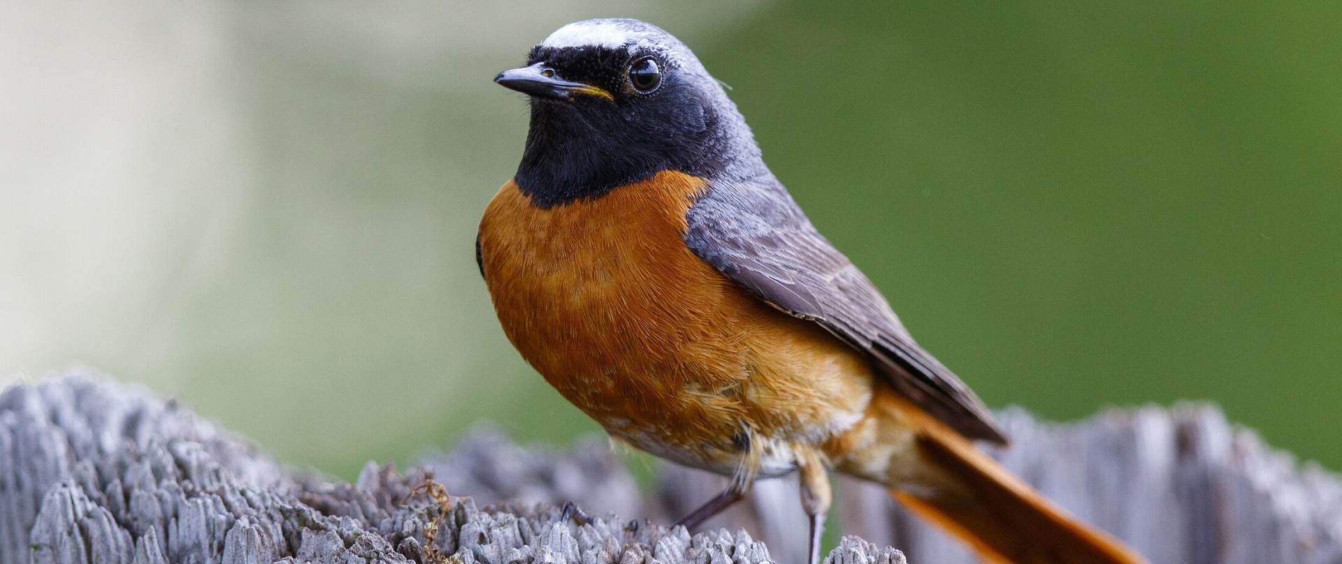 Retourtje naar het zuiden