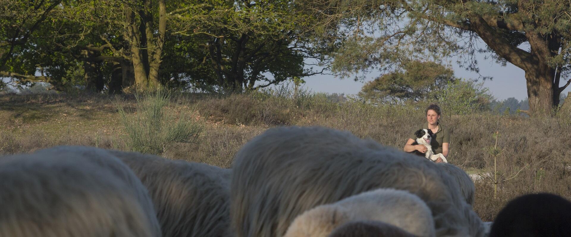 Herder Rozenn: Warmte