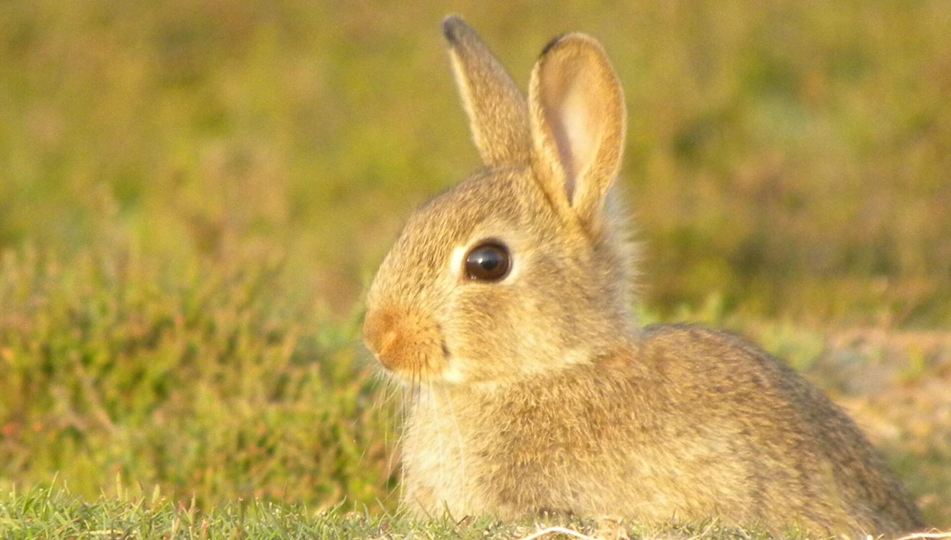 Boswachter Daan: Stampertje op de hei