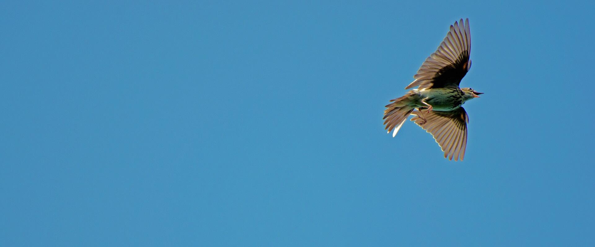 Boswachter Dirk: Op reis