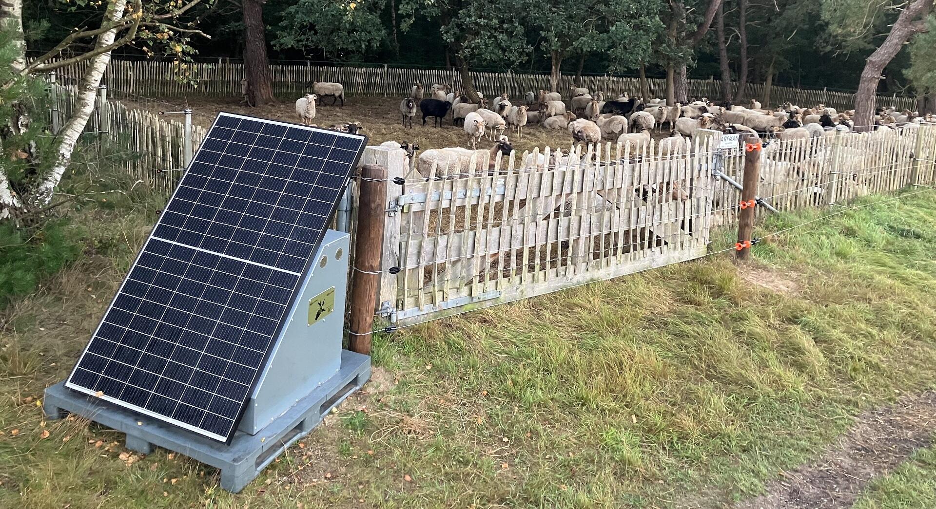 Wolfwerende nachtkraal beschermt trekkende kudde Goois Natuurreservaat