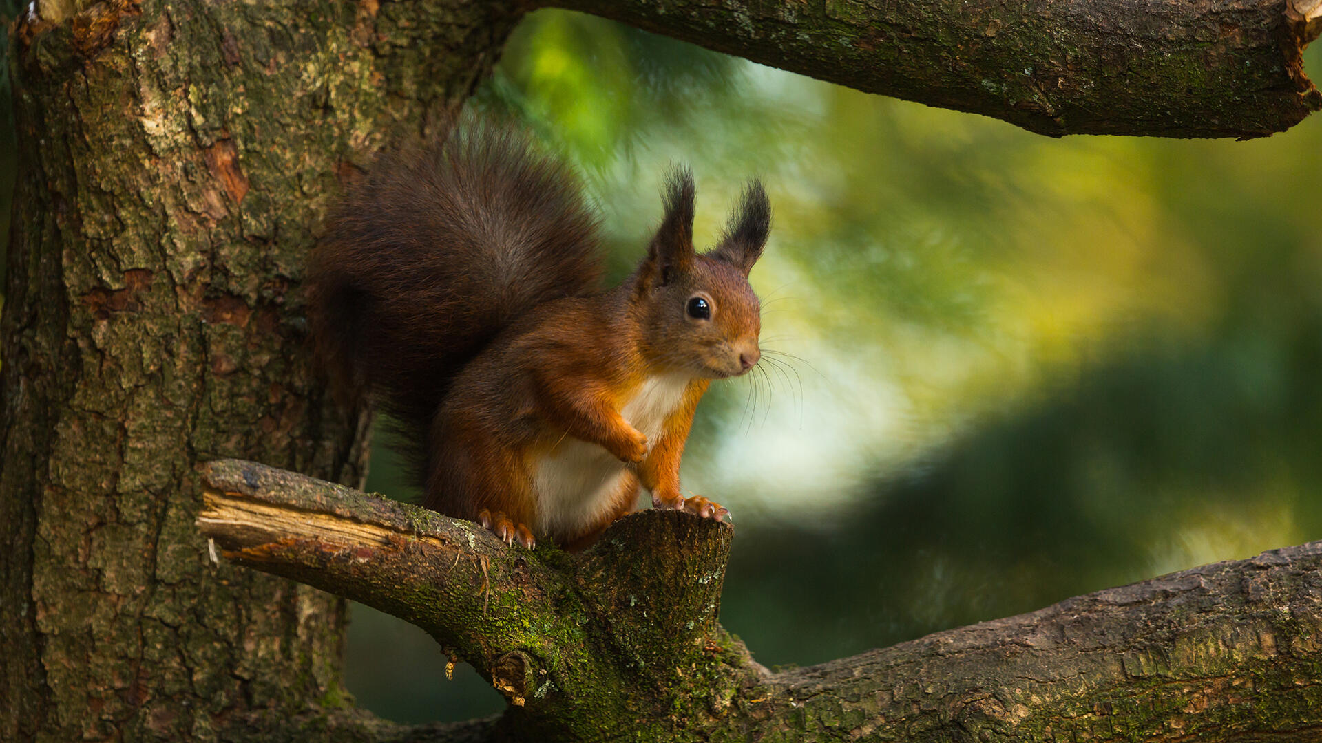 Boswachter Dirk: Wonderlijke wintertijd