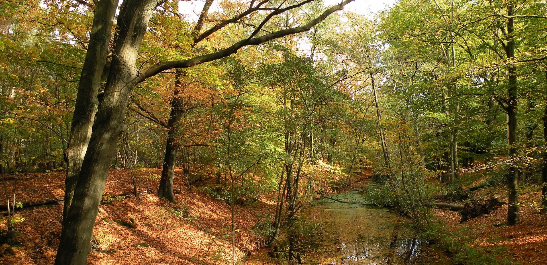 Boswachter Daan: Blad’afval’