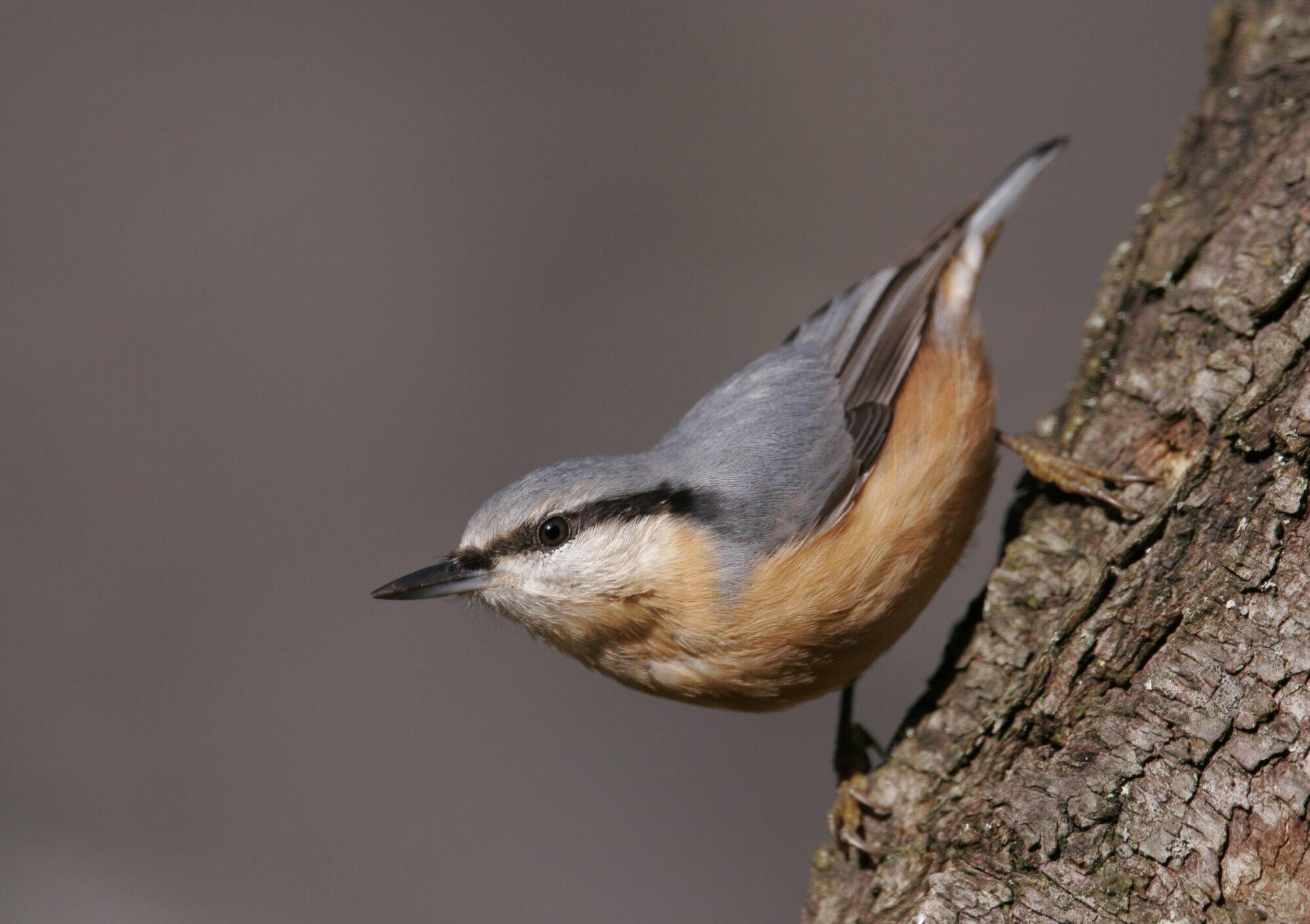 Schenking zorgt voor meer natuur in de Naarder Eng