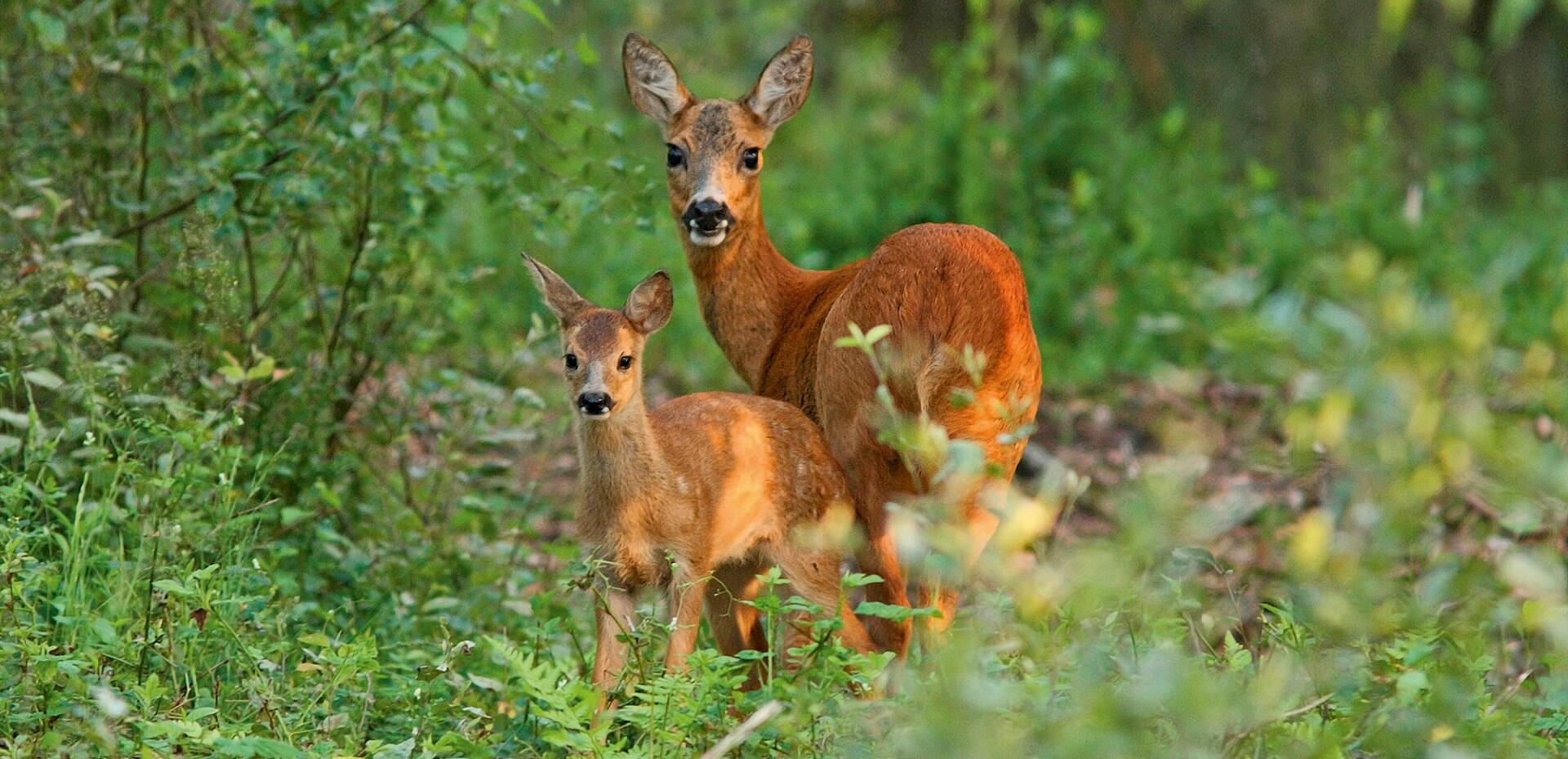 Natuurorganisaties slaan handen ineen: broedseizoen aangebroken