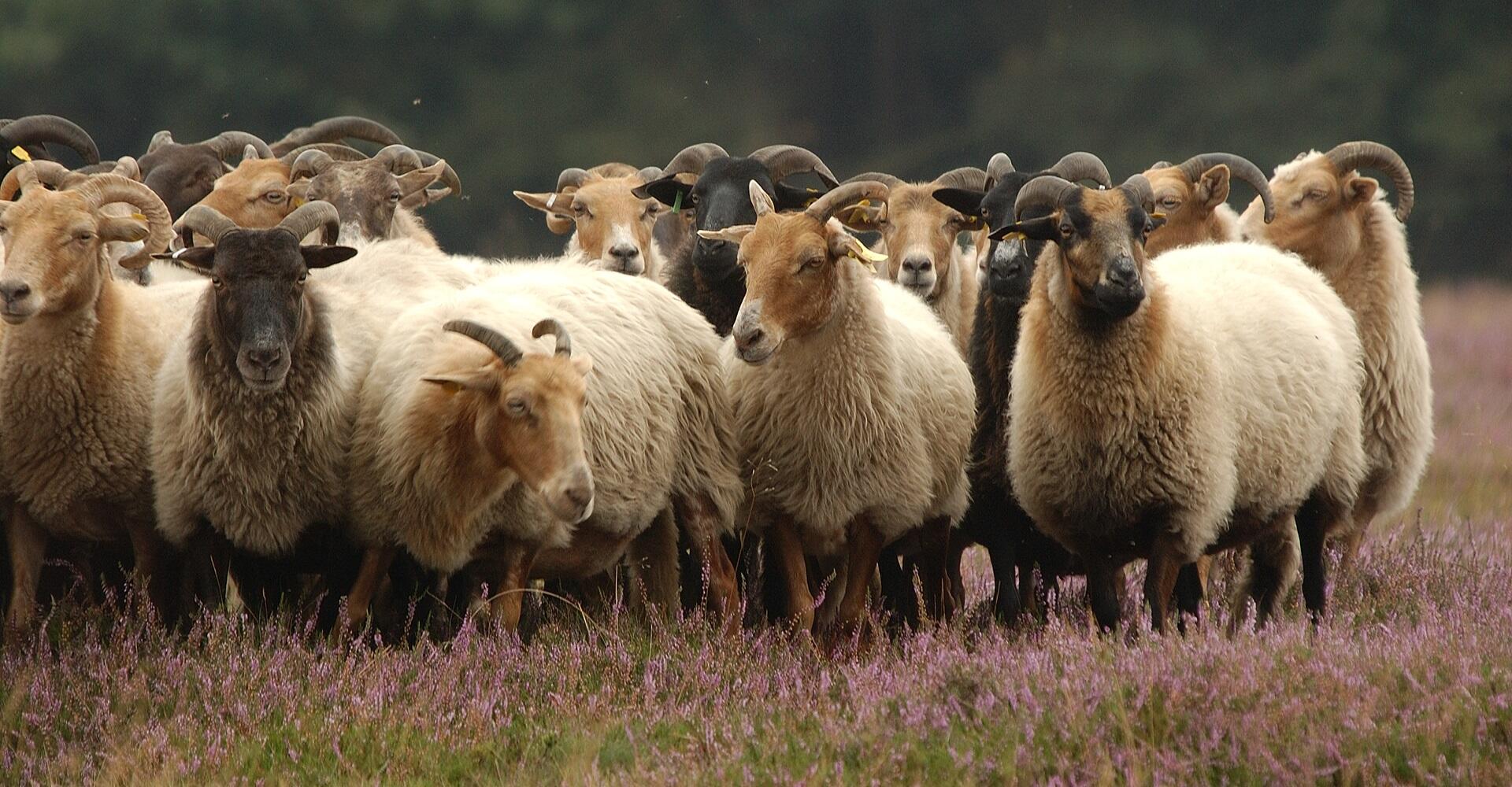 Herder Mirjam: Grazende kudde