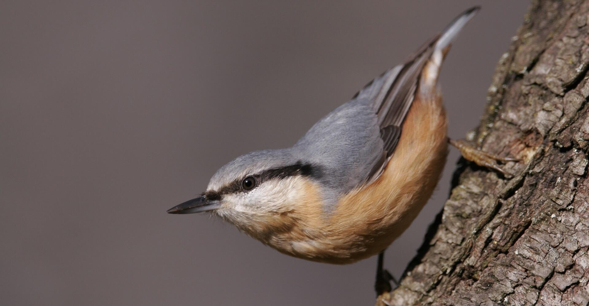 Recent verworven natuurgebieden