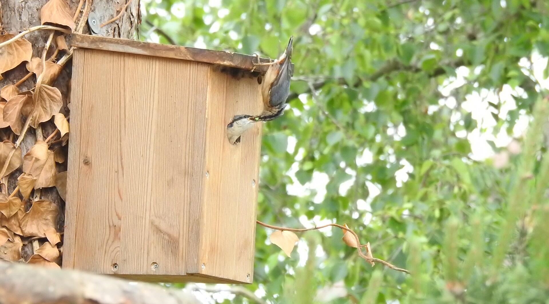 Boswachter Dirk: Wat hangt er in die boom?
