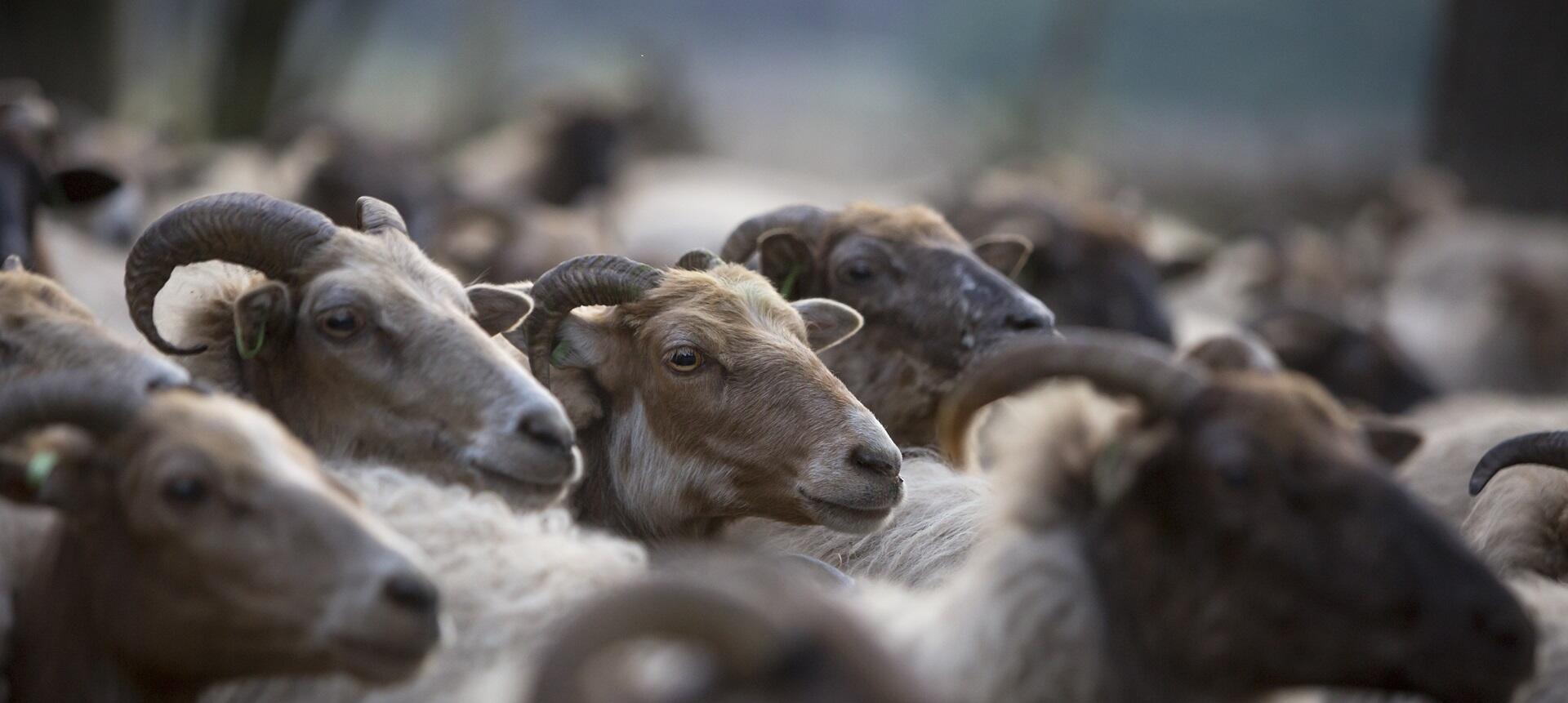 In memoriam: oud-GNR-rentmeester Henk Korten