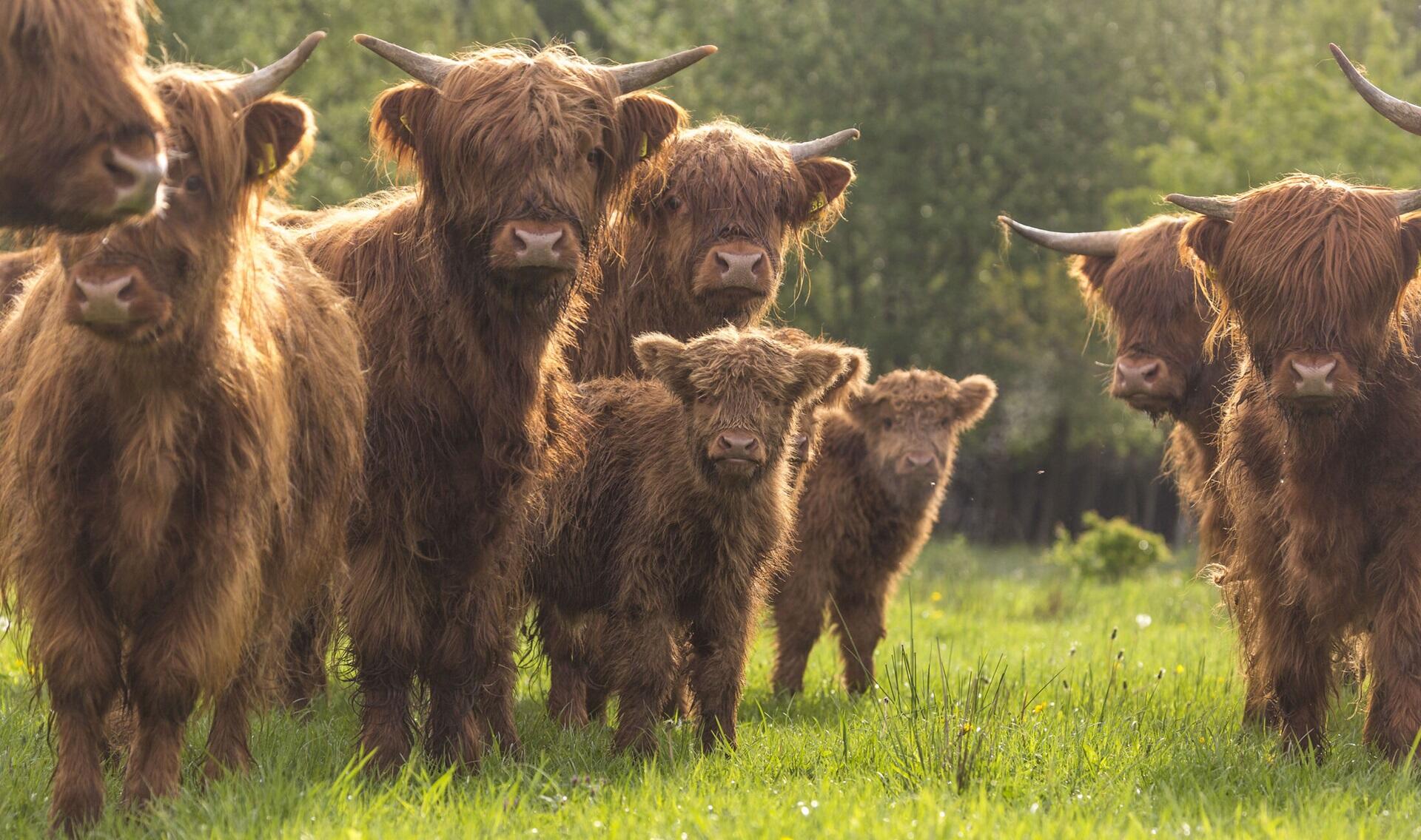 Grote grazers in het Gooi