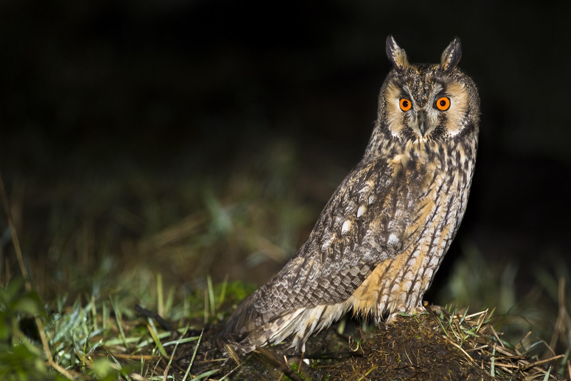 Boswachter John: Donker