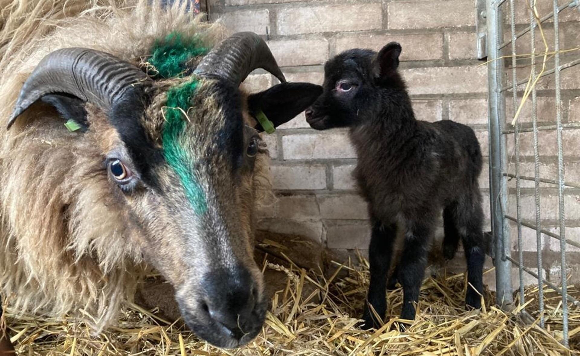 Herder Rozenn: Drachtig