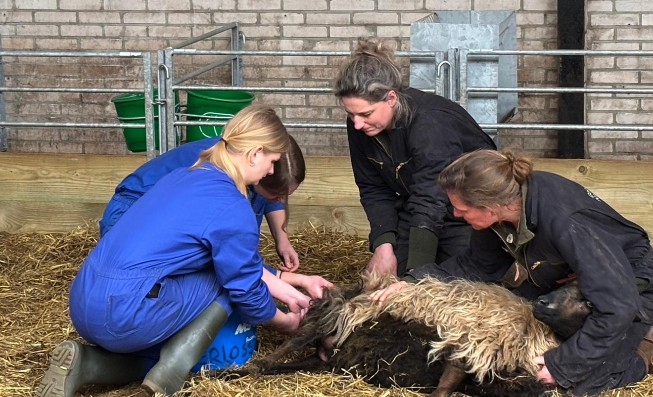 Herder Mirjam: Leren met lammetjes