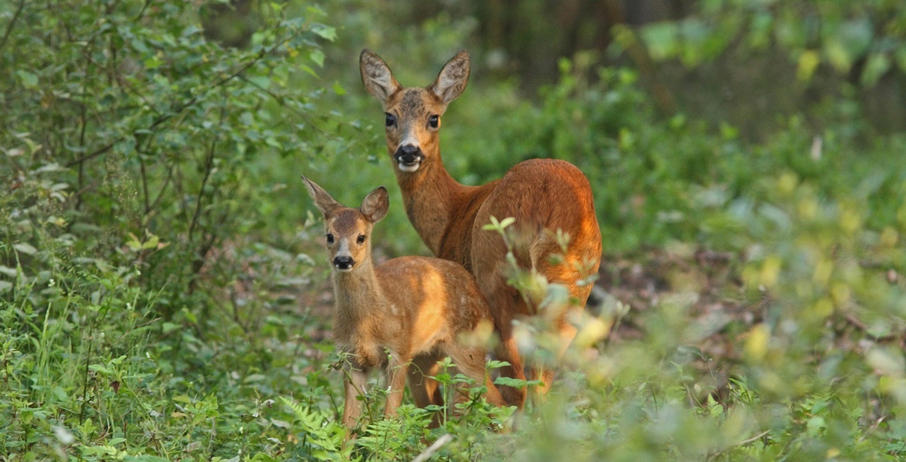 Broedseizoen is begonnen!