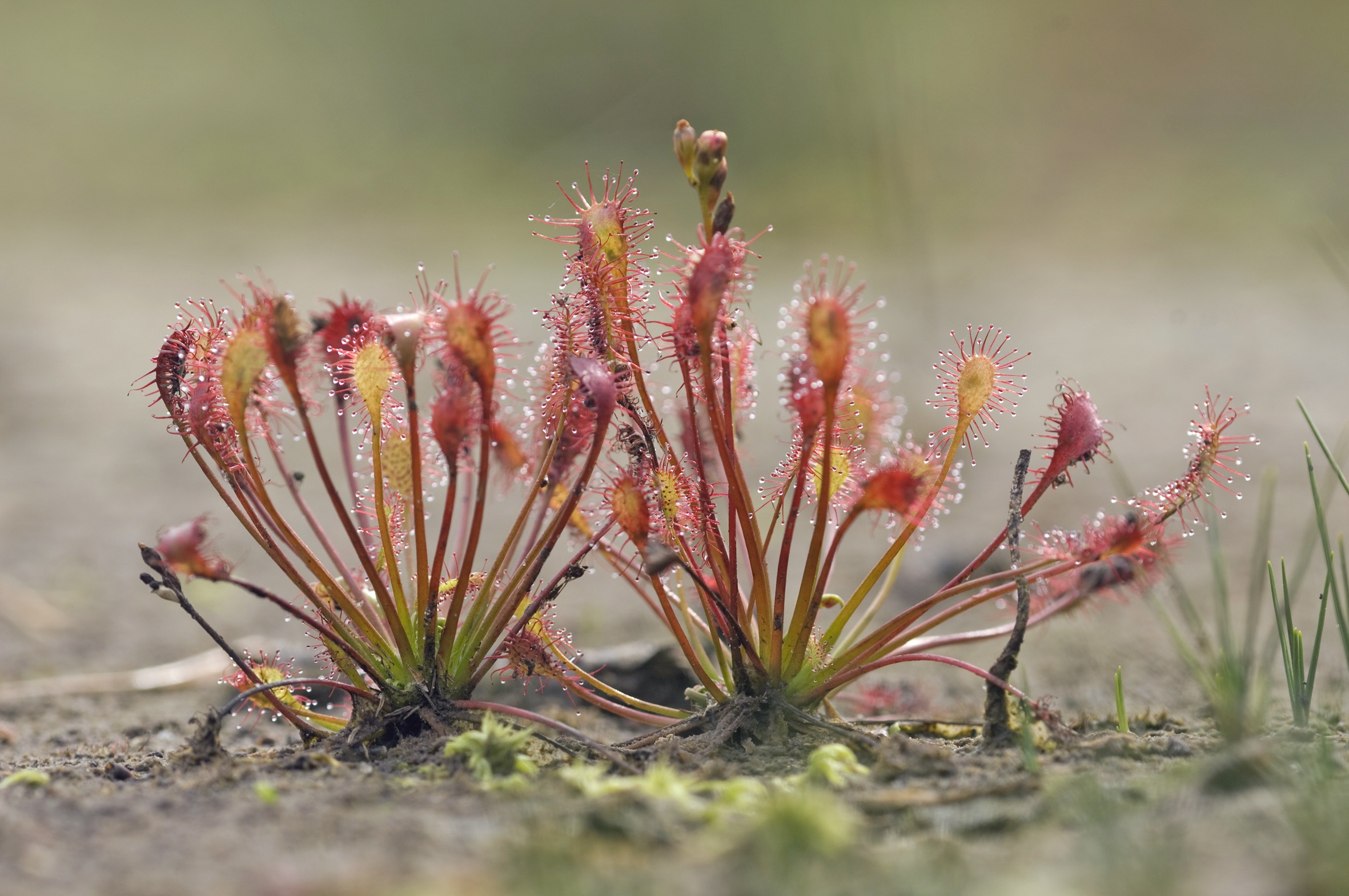 Vleeseters in Zanderij Cruysbergen