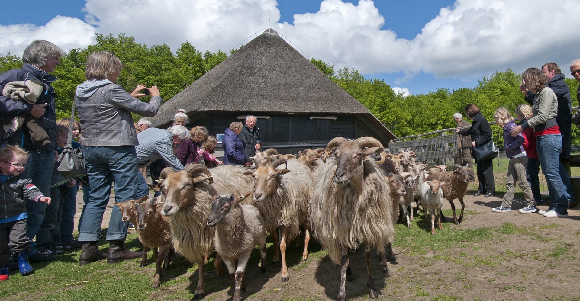 Herder Rozenn: Schaapscheerdersfeest