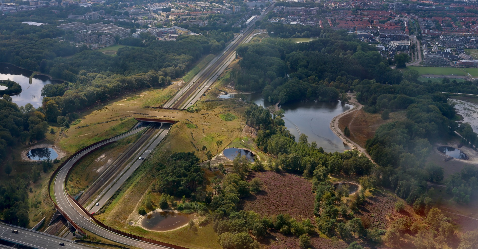 Boswachter Daan: Een brug voor kikkers