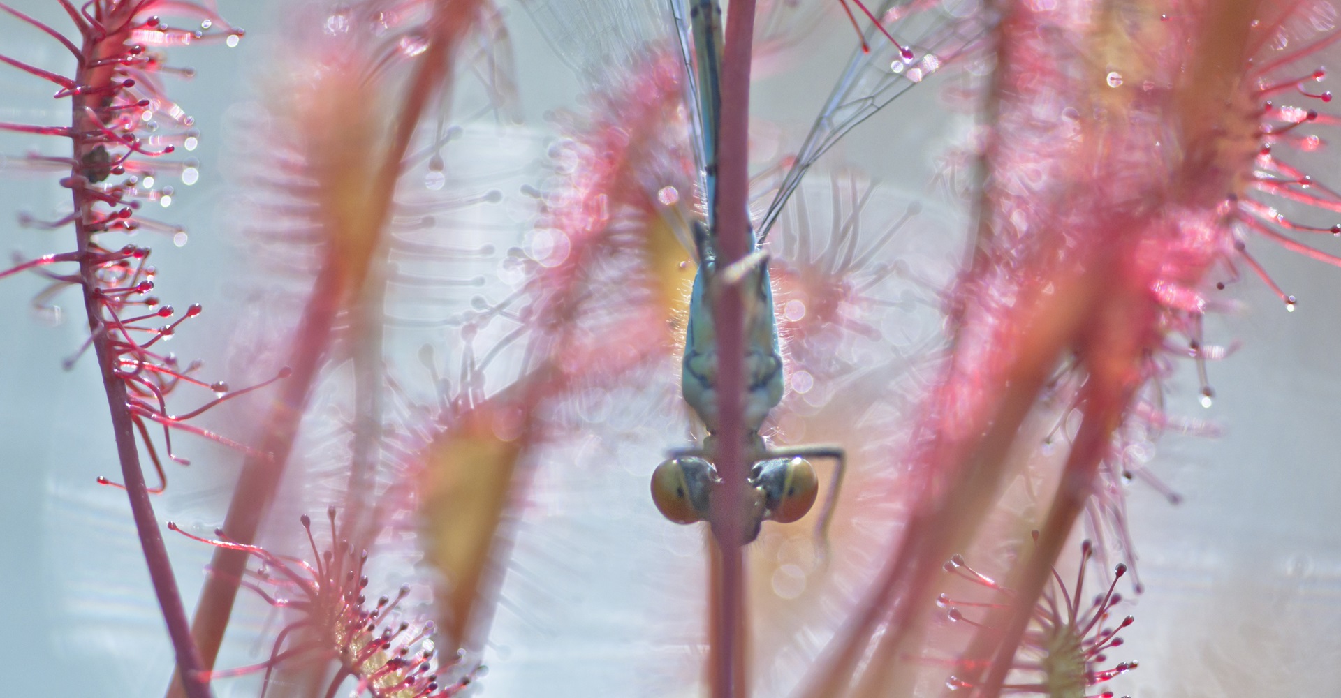 Boswachter Dirk: Vleeseter