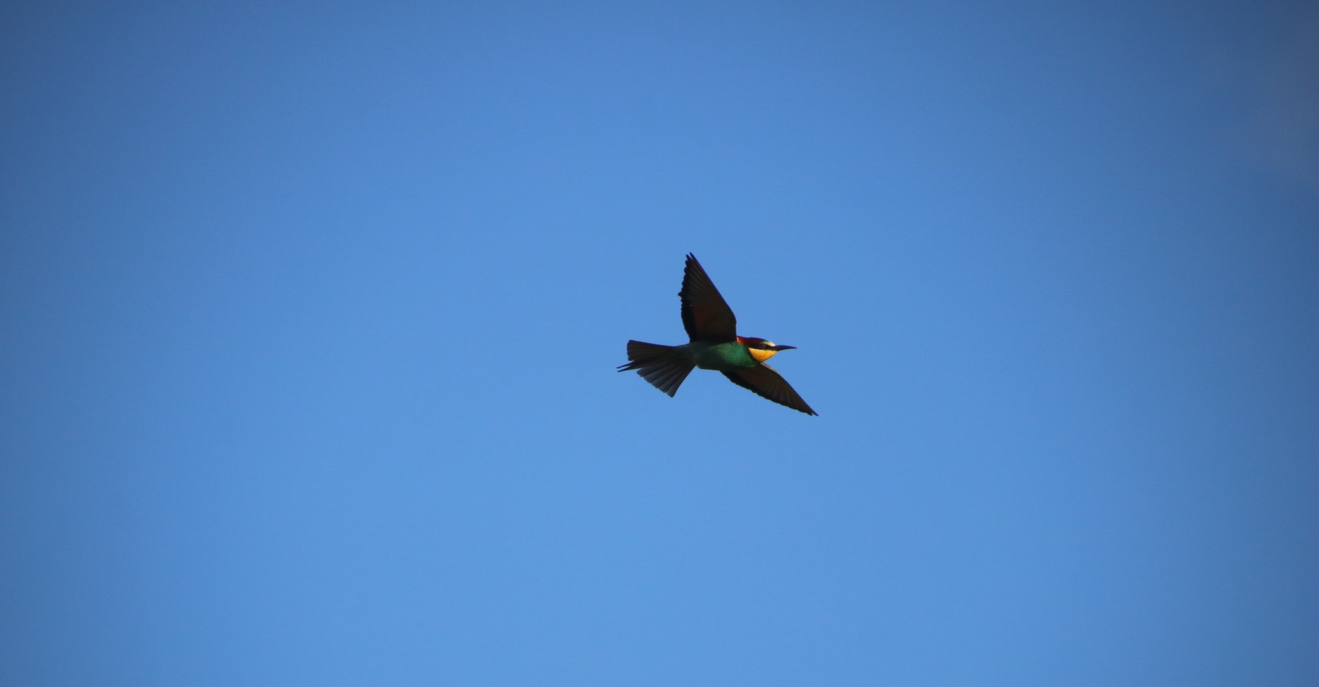 Boswachter John: Wespendieven en bijeneters