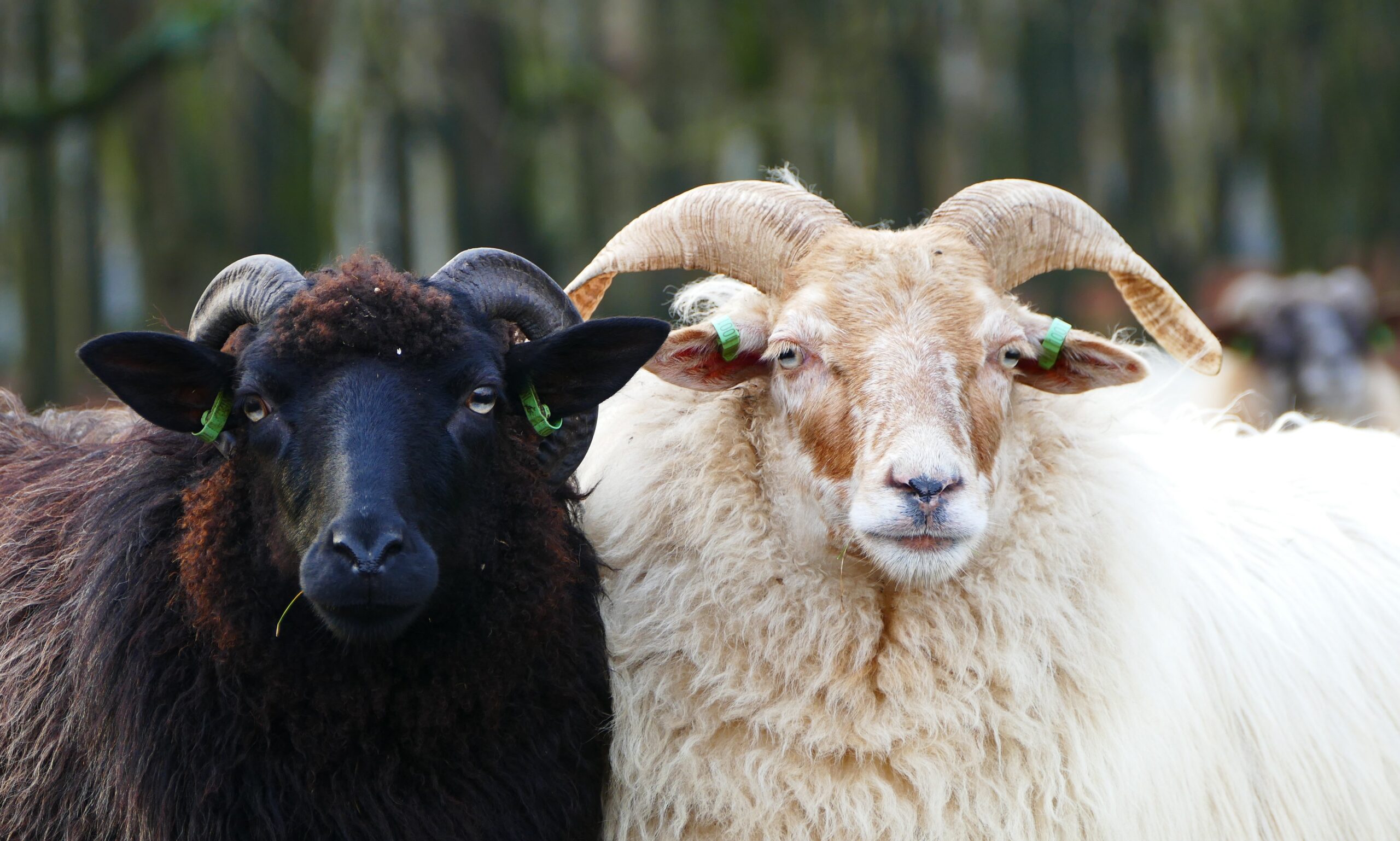 Oer-Hollands feest op de hei: het Schaapscheerdersfeest komt eraan!