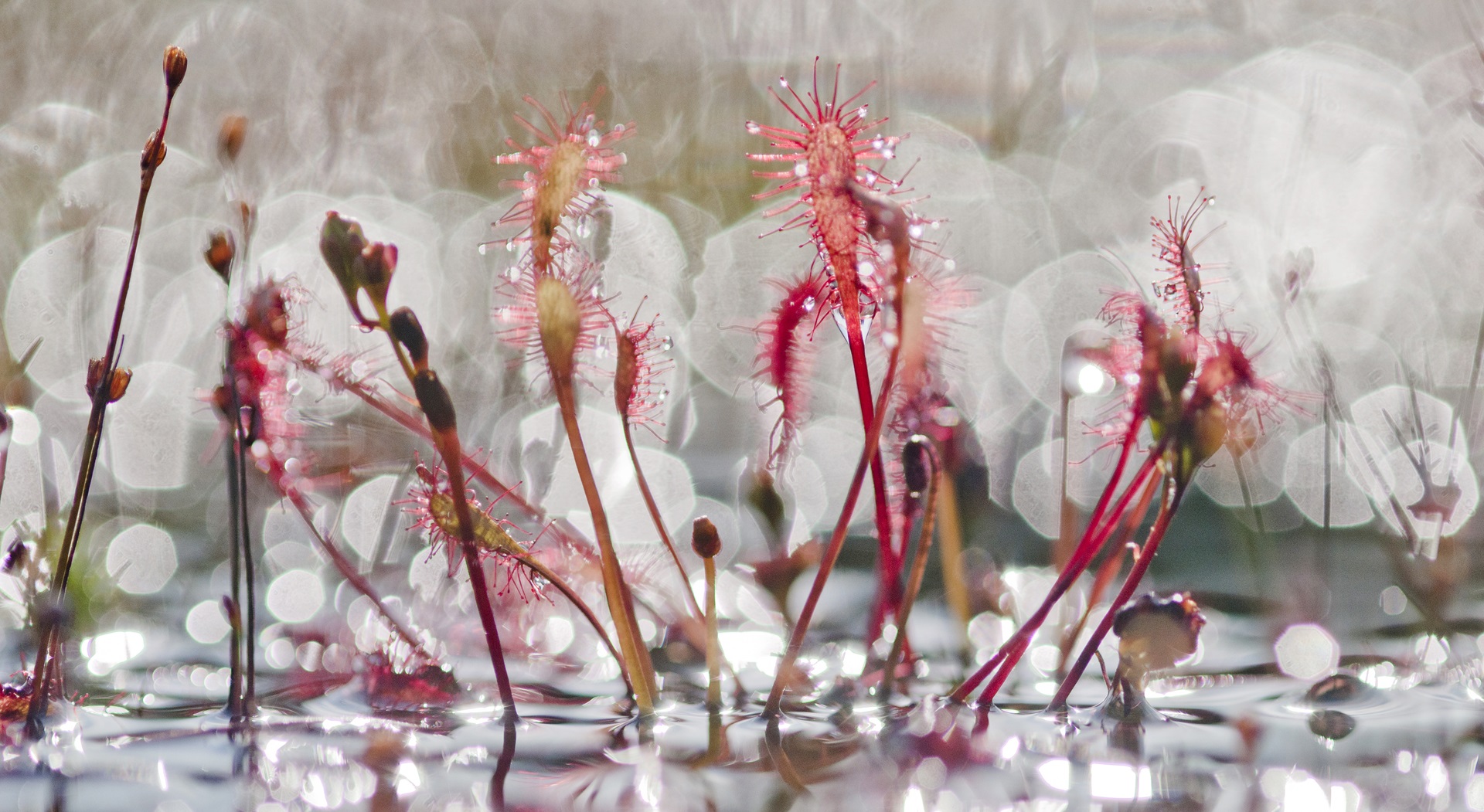 Boswachter Dirk: Nummer honderd!