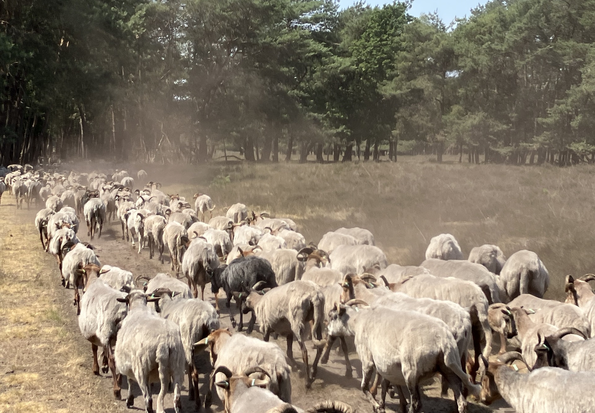Herder Mirjam: Stofwolken